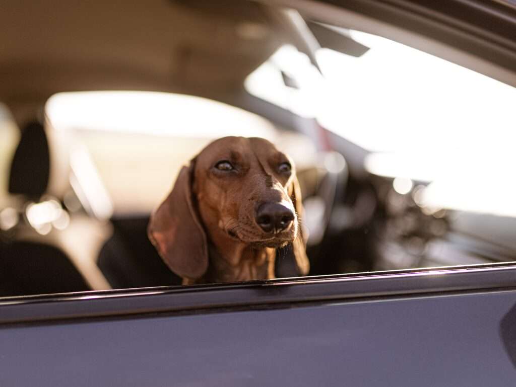 Hundepension Oberglatt im Zürcher Unterland - Hund im Auto