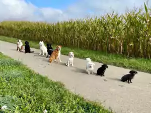 Hundepension Oberglatt im Zürcher Unterland - Hundegruppe