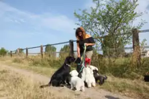 Hundepension Oberglatt im Zürcher Unterland - Spazieren mit den Hunden