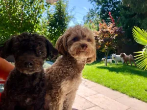 Hundepension Oberglatt im Zürcher Unterland - zwei Hunde im grossen Garten