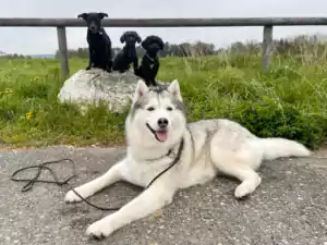 Hundepension Oberglatt im Zürcher Unterland - die Hunde machen Pause