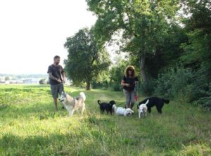 Hundepension Oberglatt im Zürcher Unterland - Hunde in der Wiese am Spazieren