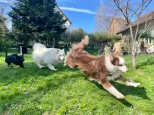 Hundepension Oberglatt im Zürcher Unterland - Hunde spielen im Garten