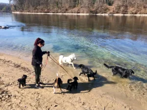 Hundepension Oberglatt im Zürcher Unterland - Hunde gehen baden