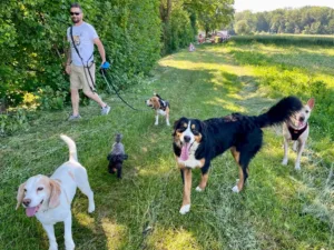 Hundepension Oberglatt im Zürcher Unterland - Hundespaziergang