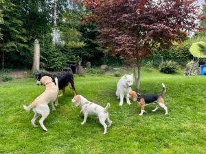 Hundepension Oberglatt im Zürcher Unterland - Hundegruppe spielt im Garten