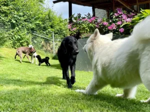 Hundepension Oberglatt im Zürcher Unterland - Hunde spielen im Garten