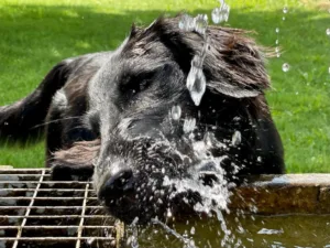 Hundepension Oberglatt im Zürcher Unterland - Hund trinkt