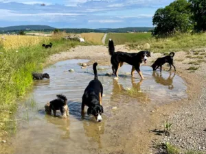 Hundepension Oberglatt im Zürcher Unterland - Hunde im Wasser