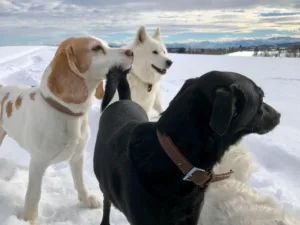 Hundepension Oberglatt im Zürcher Unterland - Hunde stehen im Schnee