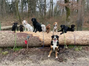 Hundepension Oberglatt im Zürcher Unterland - Hunde Gruppenfoto