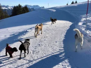 Hundepension Oberglatt im Zürcher Unterland - Hunde laufen im Schnee