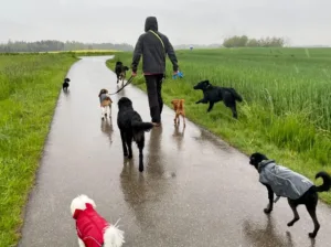 Hundepension Oberglatt im Zürcher Unterland - Spazieren mit Hunden im Regen