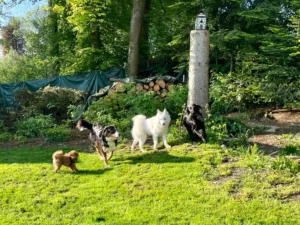 Hundepension Oberglatt im Zürcher Unterland - Hunde zusammen im schönen Garten der Hundepension