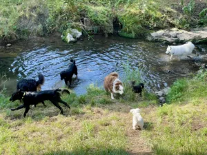 Hundepension Oberglatt im Zürcher Unterland - Hunde baden