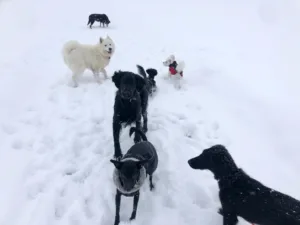 Hundepension Oberglatt im Zürcher Unterland - Hunde im Schnee