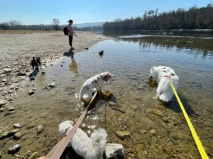 Hundepension Oberglatt im Zürcher Unterland - Hunde im Wasser