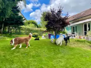 Hundepension Oberglatt im Zürcher Unterland - Hunde im Garten bei schönem Wetter