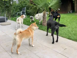 Hundepension Oberglatt im Zürcher Unterland - Hunde auf dem Gartensitzplatz der Hundepension